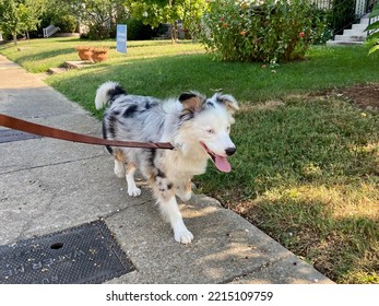 Happy Australian Shepherd On A Walk