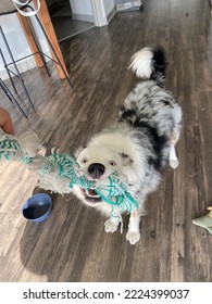 Happy Australian Shepherd Playing Tug Of War