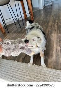 Happy Australian Shepherd Playing Tug Of War