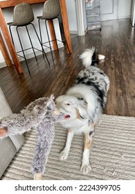 Happy Australian Shepherd Playing Tug Of War