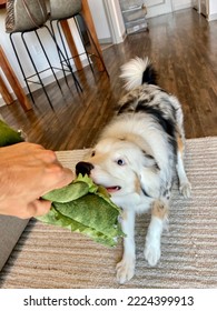 Happy Australian Shepherd Playing Tug Of War