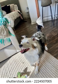 Happy Australian Shepherd Ready To Play