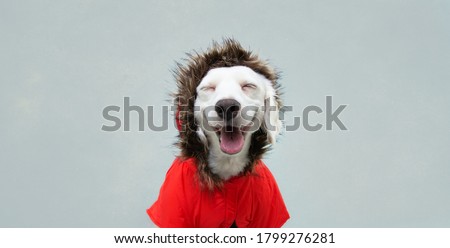 Happy autumn puppy dog wearing a red parka, coat, Isolated on blue background.