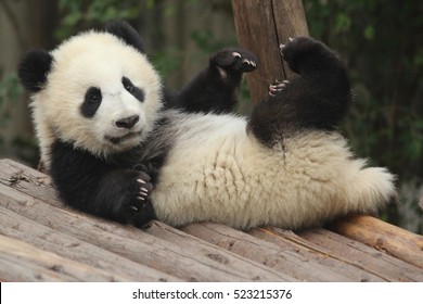 Happy Baby Panda