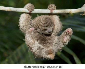 Happy Baby Sloth Playing In Tree