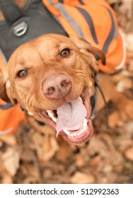 Happy Backpacking Dog Looking Up