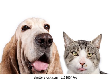 Happy Basset Hound Dog Domestic Cat Stock Photo (Edit Now) 1181884966