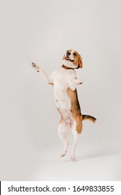 Happy Beagle Dog Dancing On Hind Legs On White Background