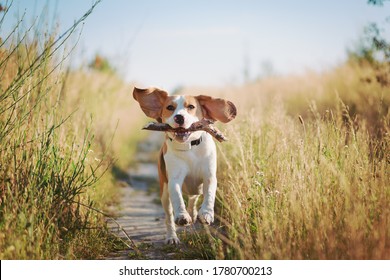 Happy beagle dog with flying ears running outdoors with stick in mouth. Active dog pet enjoying summer walk - Powered by Shutterstock