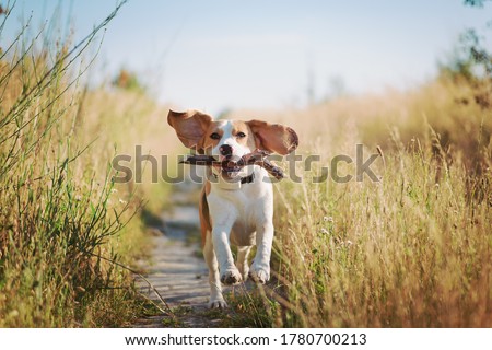 Happy beagle dog with flying ears running outdoors with stick in mouth. Active dog pet enjoying summer walk