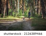 Happy beagle dog pet running together with his owner cyclist in summer forest. Healthy outdoor activities. Traveling with a dog