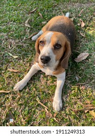 A Happy Beagle Dog Playing On Grass Field