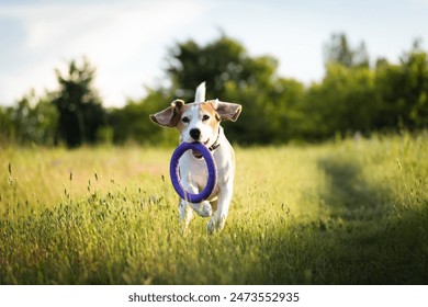 Happy beagle dog running outdoors with ring dog toy in mouth. Active dog pet enjoying summer walk - Powered by Shutterstock