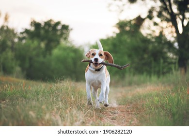 Happy Beagle Dog Running With Stick In Mouth Wearing A Collar With Attached GPS Tracker For Location Tracking. Active Dog Pet Enjoying Summer Walk