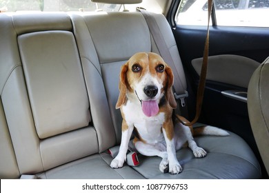 Happy Beagle Dog Sits In Back Seat Of A Car With Leash On