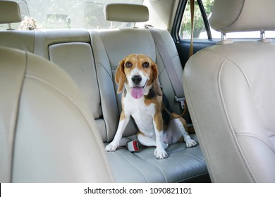 Happy Beagle Dog Sits In The Backseat In A Car