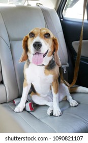 happy beagle dog sits in the backseat in a car