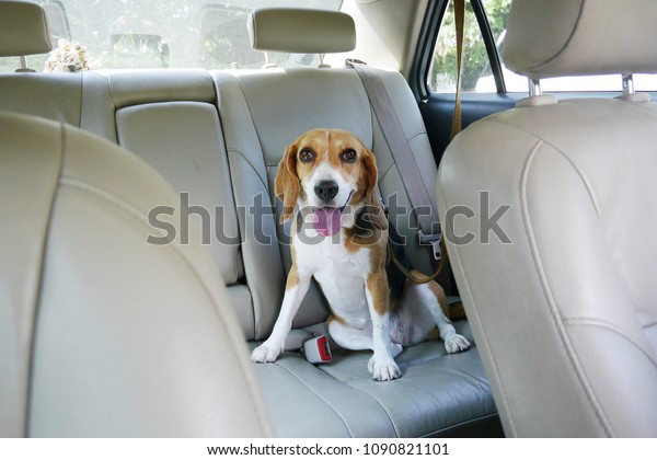 happy beagle dog\
sits in the backseat in a\
car