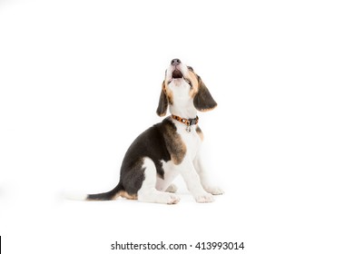 Happy Beagle Puppy On Isolated Background