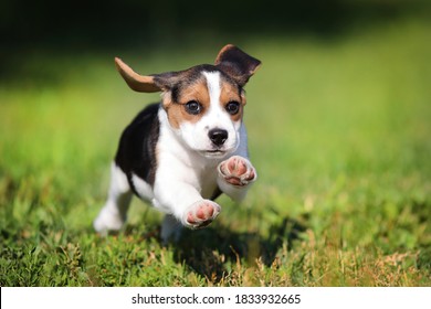 
happy beagle puppy running on the grass