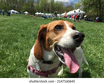 Happy Beagle Runs In The Grass 