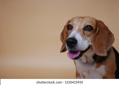 happy beagle smiling portrait isolated on brown background - Shutterstock ID 1535415935