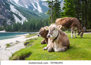 Happy and beautiful cows resting and admiring of Lago di Braies, known as Lake Braies or Pragser Wildsee. The lake is located in the heart of Dolomite Mountains, South Tyrol, Alps, Italy.  - Powered by Shutterstock