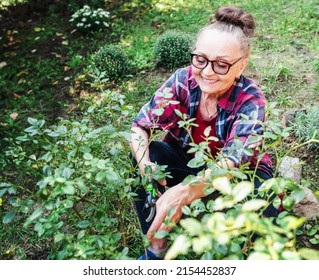 Happy Beautiful Elderly Woman 60 Years Old Prunes Plants In Her Garden Using Pruning Shears.