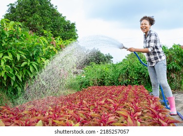 Happy Beautiful woman gardener in overalls waters green plants and flowers with a hose pipe in sunny industrial greenhouse. Gardening, profession and people concept.Summer Agriculture care concept. - Powered by Shutterstock