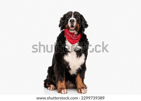 happy berna shepherd puppy wearing red bandana around neck and sticking out tongue while sitting on white background in studio