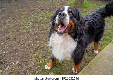 Happy Bernese Mountain Dog In The Back Yard