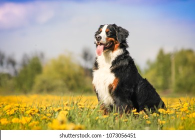 Happy bernese mountain dog in beautiful spring flowerd field. Spring flovers and dog.