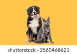 Happy Bernese mountain dog and grey Nebelung cat sitting together, looking at the camera isolated on yellow background