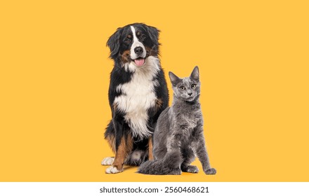 Happy Bernese mountain dog and grey Nebelung cat sitting together, looking at the camera isolated on yellow background