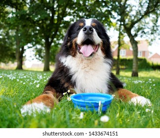 Happy Bernese Mountain Dog, Looking Up, Lying On The Grass In The Park.  Blue Water Bowl In Front Of Him. Panting, Hot Summer Day. 