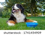 Happy Bernese Mountain Dog lying on the green grass in a dog park. Blue water bowl near his paws. 