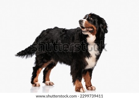 happy bernese mountain dog panting with tongue out and looking behind while standing in front of white background in studio