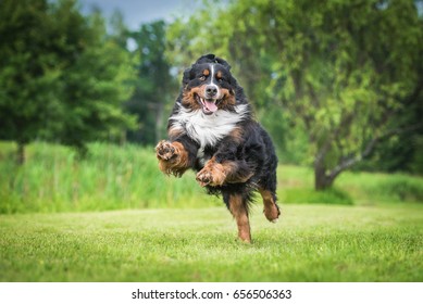 Happy bernese mountain dog playing in the yard