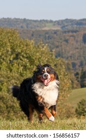 Happy Bernese Mountain Dog Running