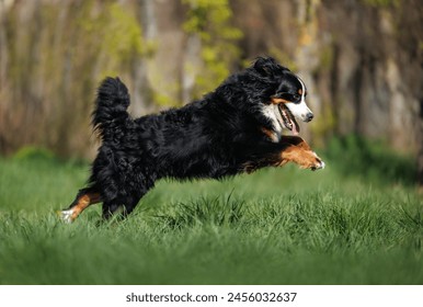 happy bernese mountain dog running outdoors on grass in summer - Powered by Shutterstock