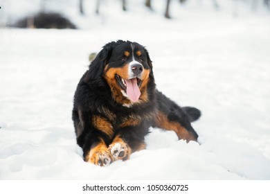 Happy Bernese Mountain dog sits in the snow in a winter park