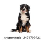 Happy Bernese mountain dog sitting on a white background and looking at the camera with its tongue out