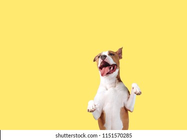 A Happy Big Dog On A Bright Yellow Background