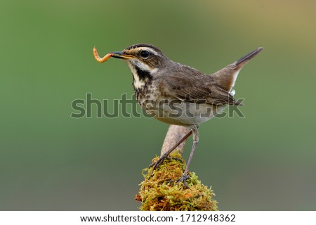 Happy bird with fresh meal worm in its beaks as big supper before dark, female bluethroat