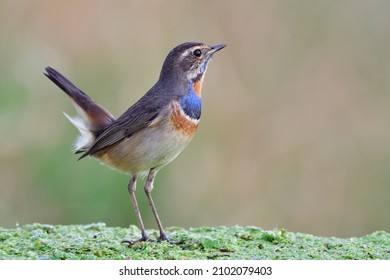 happy bird showing its all graceful moment by wagging high tail while perching on green weed ground in fine environment, bluethroat