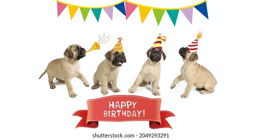 Happy Birthday Animal Card, Group Of Bullmastiff Puppy With Hat In Party 