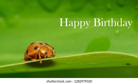 Happy Birthday Lady Green Background Stock Photo 1282979320 | Shutterstock