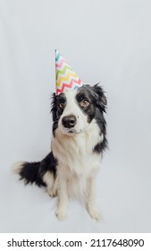 Happy Birthday Party Concept. Funny Cute Puppy Dog Border Collie Wearing Birthday Silly Hat Isolated On White Background. Pet Dog On Birthday Day