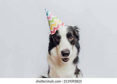 Happy Birthday Party Concept. Funny Cute Puppy Dog Border Collie Wearing Birthday Silly Hat Isolated On White Background. Pet Dog On Birthday Day