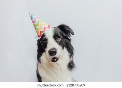 Happy Birthday Party Concept. Funny Cute Puppy Dog Border Collie Wearing Birthday Silly Hat Isolated On White Background. Pet Dog On Birthday Day